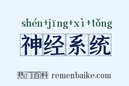 神经系统是什么意思的图片